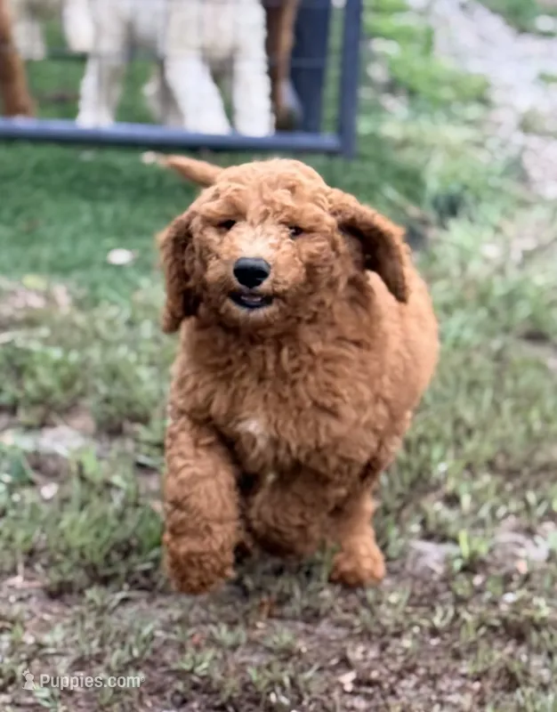 Kris – Goldendoodle puppy for sale in Chiefland, FL