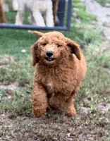 Kris, a male Goldendoodle for sale in Chiefland, FL – 1 of 10