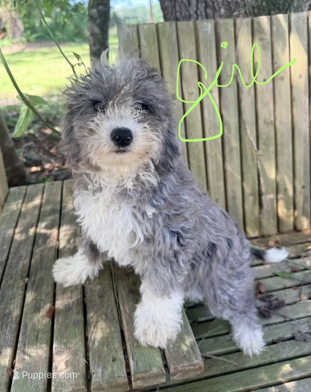Frannie – Miniature Aussiedoodle puppy for sale in Chiefland, FL