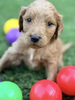Sammy, a male Goldendoodle for sale in Chiefland, FL – Photo 4 of 5