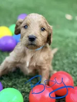 Sammy, a male Goldendoodle for sale in Chiefland, FL – Photo 2 of 5