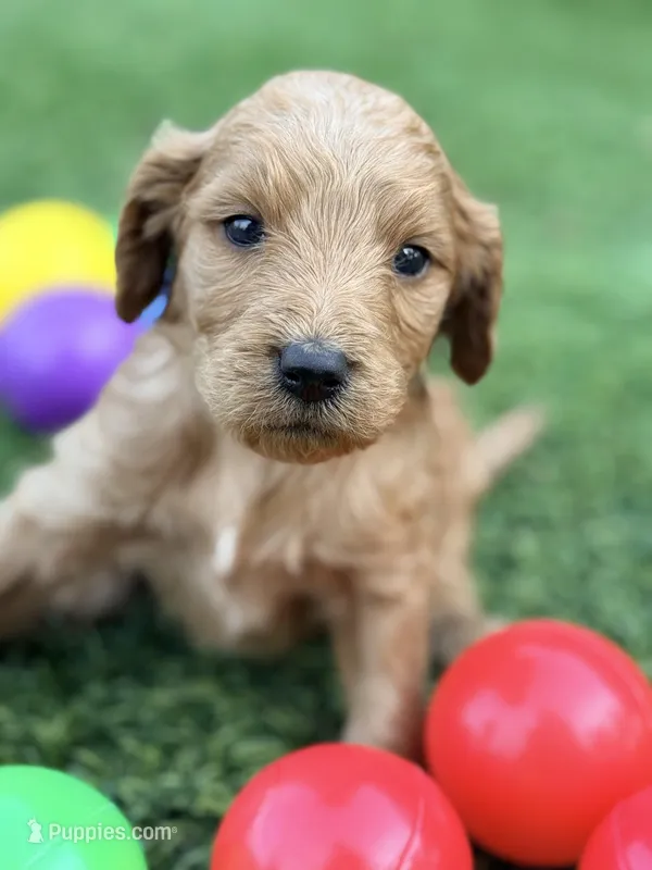 Sammy – Goldendoodle puppy for sale in Chiefland, FL