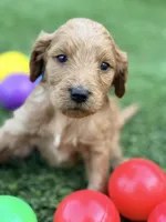 Sammy, a male Goldendoodle for sale in Chiefland, FL – Photo 1 of 5