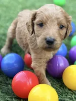 Sammy, a male Goldendoodle for sale in Chiefland, FL – Photo 3 of 5