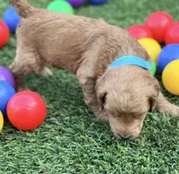 Sammy, a male Goldendoodle for sale in Chiefland, FL – Photo 5 of 5