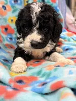 Frenchie, a female Miniature Aussiedoodle for sale in Chiefland, FL – 1 of 1