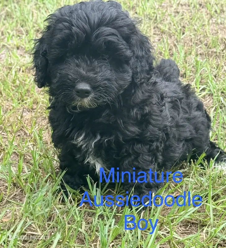 Ford – Miniature Aussiedoodle puppy for sale in Chiefland, FL