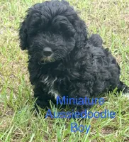 Ford, a male Miniature Aussiedoodle for sale in Chiefland, FL – 1 of 6