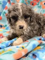 Frannie, a female Miniature Aussiedoodle for sale in Chiefland, FL – 3 of 3