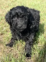 Lass, a female Miniature Labradoodle for sale in Chiefland, FL – 2 of 6