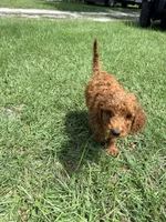 Jimmy, a male Goldendoodle for sale in Chiefland, FL – 2 of 2