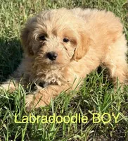 Lex, a male Miniature Labradoodle for sale in Chiefland, FL – 1 of 6