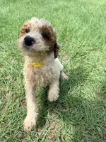 Georgia, a female Goldendoodle for sale in Chiefland, FL – 4 of 4