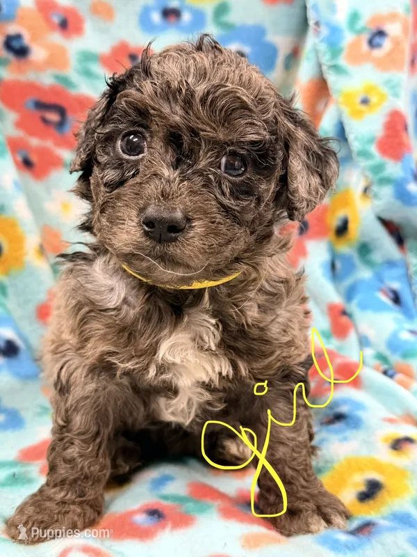 Fifi, a female Miniature Aussiedoodle for sale in Chiefland, FL – 1 of 3