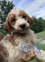 Georgie, a male Goldendoodle for sale in Chiefland, FL – 1 of 3