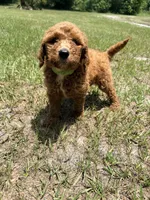 Koko, a female Goldendoodle for sale in Chiefland, FL – 3 of 4