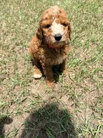 Kelly, a female Goldendoodle for sale in Chiefland, FL – 4 of 9