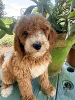 Gina, a female Goldendoodle for sale in Chiefland, FL – 8 of 10
