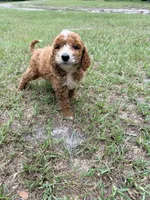 Kristy, a female Goldendoodle for sale in Chiefland, FL – 2 of 3
