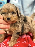 Frank, a male Miniature Aussiedoodle for sale in Chiefland, FL – 3 of 3