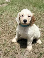 Kam, a male Goldendoodle for sale in Chiefland, FL – 2 of 3