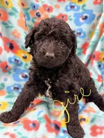 Fizzy, a female Miniature Aussiedoodle for sale in Chiefland, FL – 1 of 2