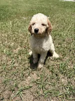 Kyle, a male Goldendoodle for sale in Chiefland, FL – 2 of 3