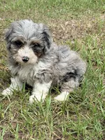 Fluffy, a female Miniature Aussiedoodle for sale in Chiefland, FL – 3 of 7
