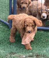 Kris, a male Goldendoodle for sale in Chiefland, FL – 4 of 10