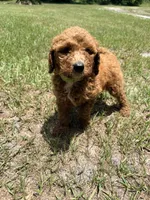 Koko, a female Goldendoodle for sale in Chiefland, FL – 2 of 4