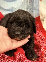 Ford, a male Miniature Aussiedoodle for sale in Chiefland, FL – 2 of 2