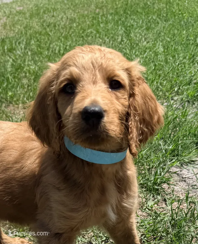 Sammy – Goldendoodle puppy for sale in Chiefland, FL