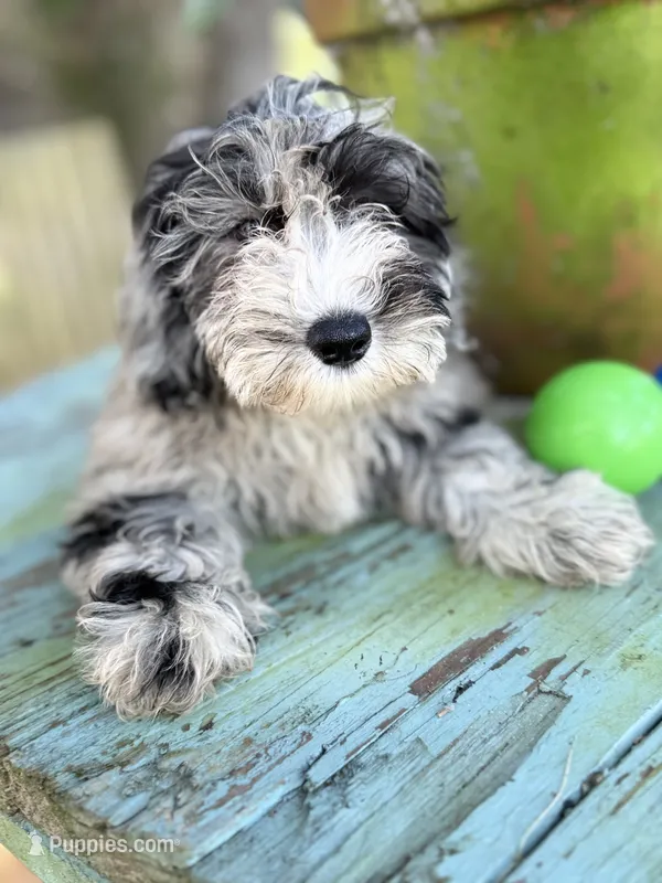 Lilly – Miniature Labradoodle puppy for sale in Chiefland, FL