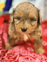 Frank, a male Miniature Aussiedoodle for sale in Chiefland, FL – 2 of 3