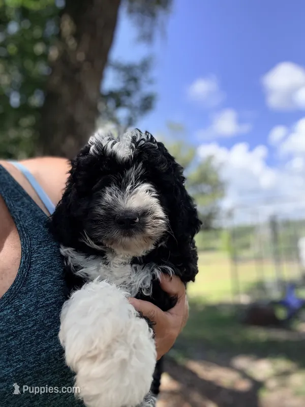Davie – Miniature Aussiedoodle puppy for sale in Chiefland, FL