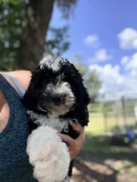 Davie, a male Miniature Aussiedoodle for sale in Chiefland, FL – 1 of 3