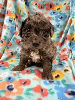 Fifi, a female Miniature Aussiedoodle for sale in Chiefland, FL – 3 of 3