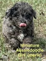 Fifi, a female Miniature Aussiedoodle for sale in Chiefland, FL – 1 of 7