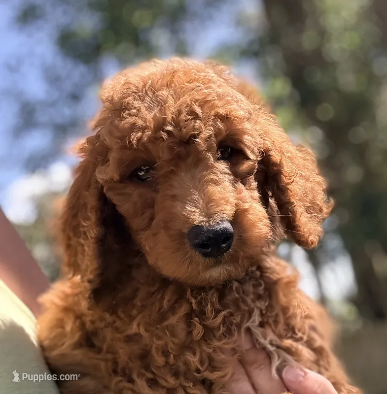 Jimmy – Goldendoodle puppy for sale in Chiefland, FL