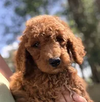 Jimmy, a male Goldendoodle for sale in Chiefland, FL – 1 of 4