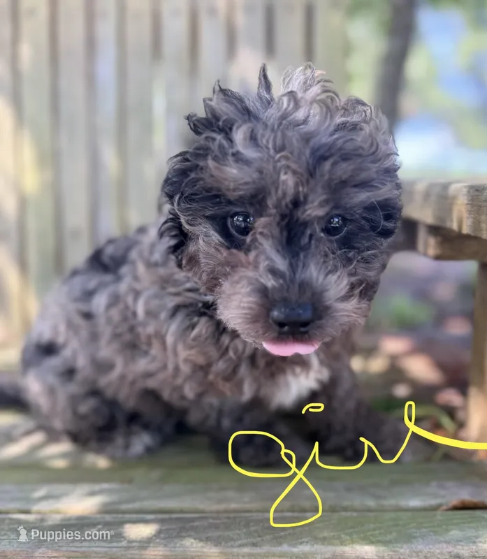 Fifi – Miniature Aussiedoodle puppy for sale in Chiefland, FL