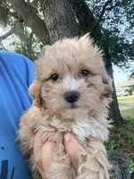 Lucas mini, a male Labradoodle for sale in Chiefland, FL – 3 of 7