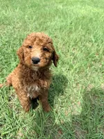 Jerry, a male Goldendoodle for sale in Chiefland, FL – 4 of 4