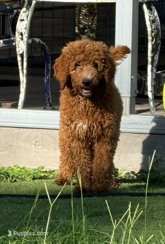 Jerry – Goldendoodle puppy for sale in Chiefland, FL