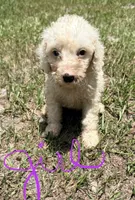 Kizz, a female Goldendoodle for sale in Chiefland, FL – 1 of 3