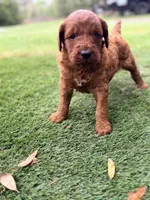 Gregg, a male Goldendoodle for sale in Chiefland, FL – Photo 2 of 3