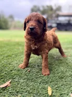 Gregg, a male Goldendoodle for sale in Chiefland, FL – Photo 3 of 3