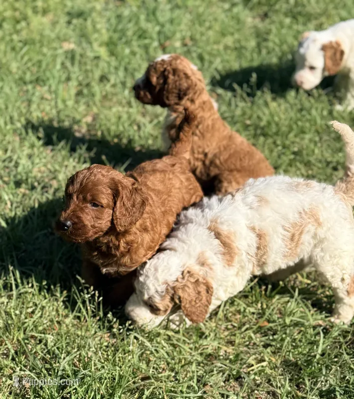 Gregg – Goldendoodle puppy for sale in Chiefland, FL