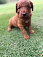 Gregg, a male Goldendoodle for sale in Chiefland, FL – Photo 1 of 3