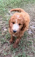 Kelly, a female Goldendoodle for sale in Chiefland, FL – 2 of 9